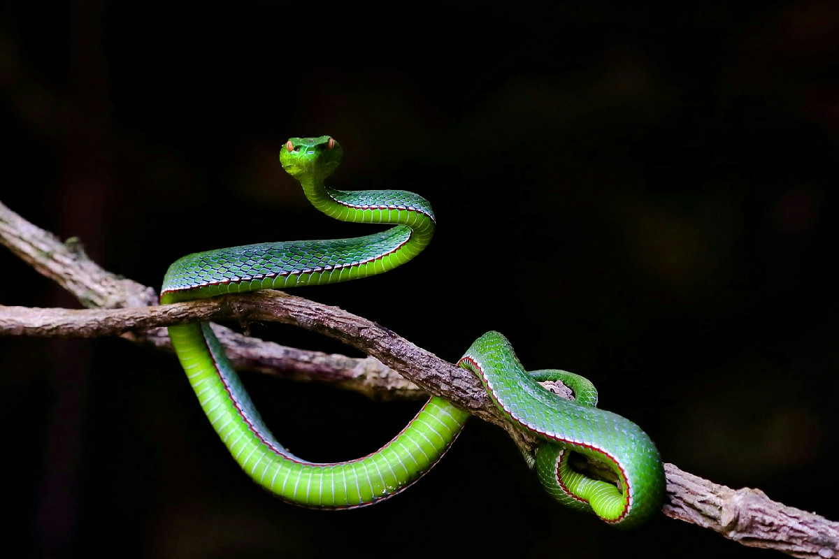 Bäume im Garten, die Schlangen anziehen: Diese Früchtebäume sollte man besser meiden