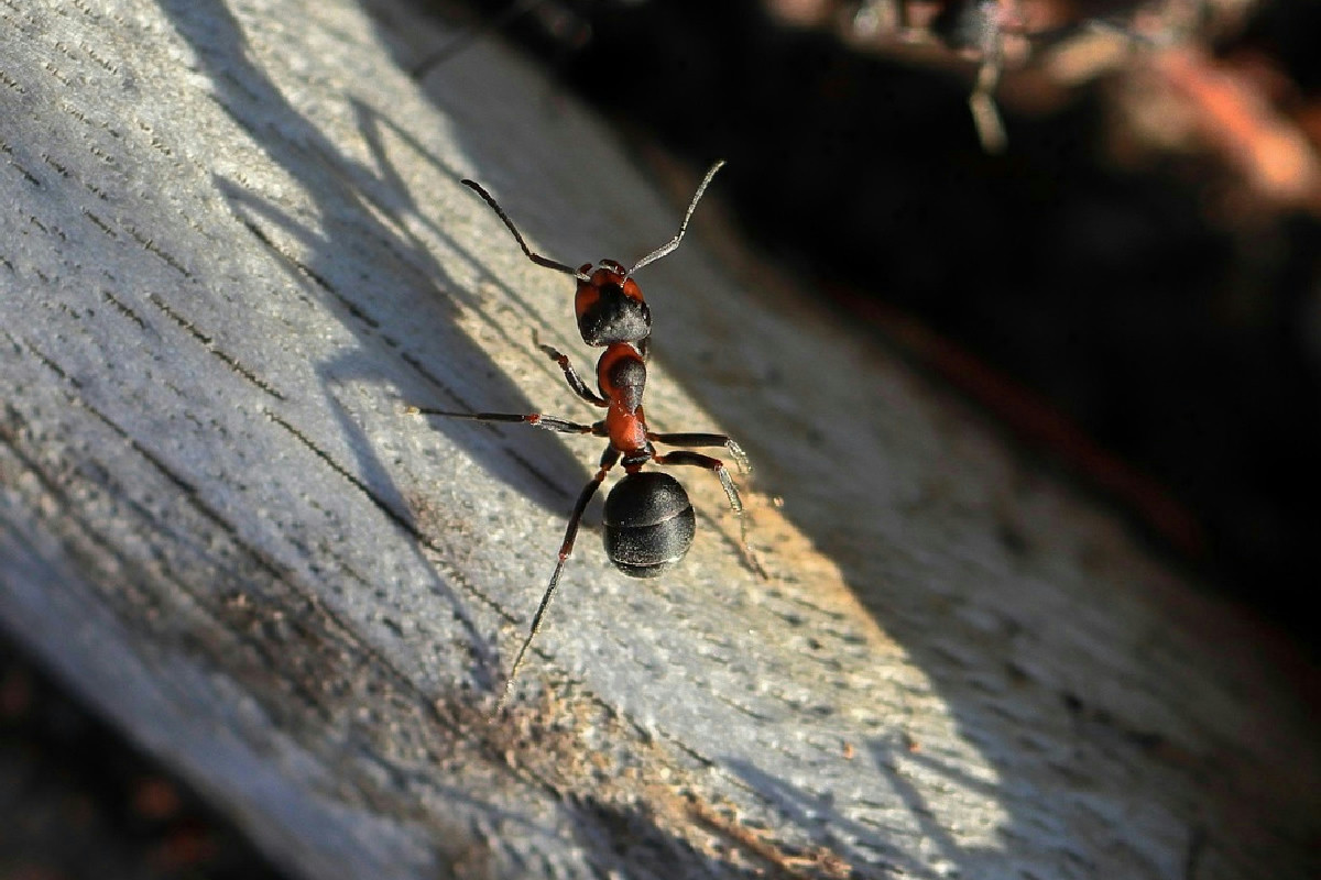 Formiken in der Küche ohne Gift bekämpfen: Effektive Lösung mit in Zitronensaft getränktem Wattepad